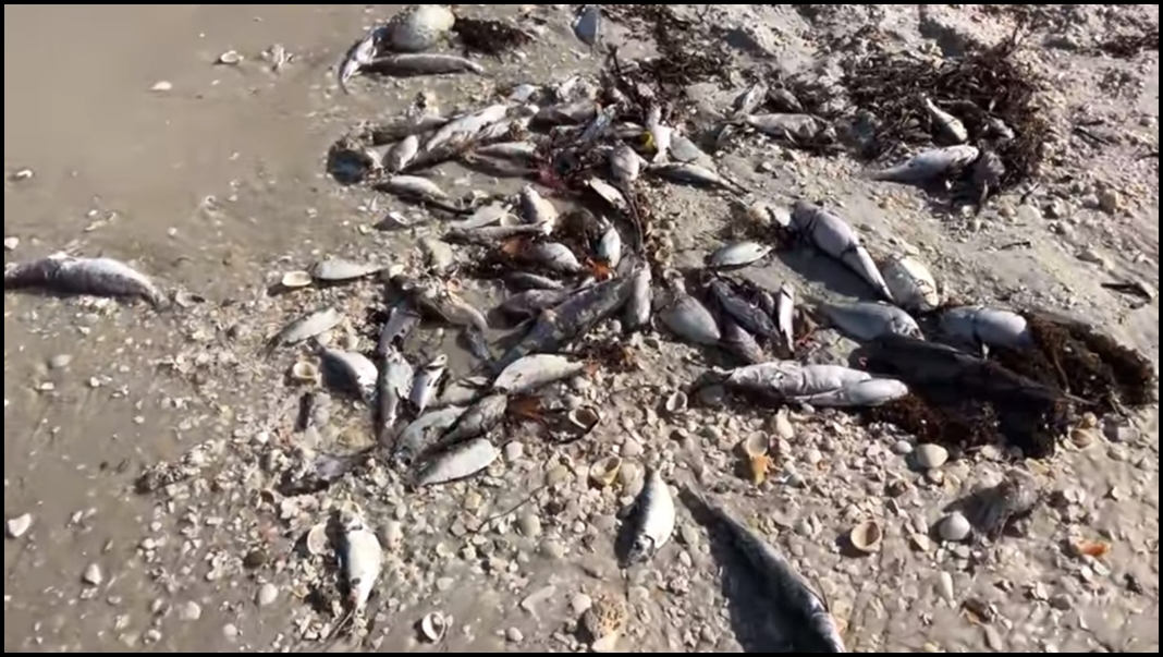 Algas Marinas Rojas están causando la muerte de peces en la Florida