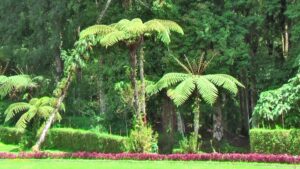 mounts botanical garden Inspirational Kebun Raya Eka Karya also known as Bali Botanic Garden for botanical