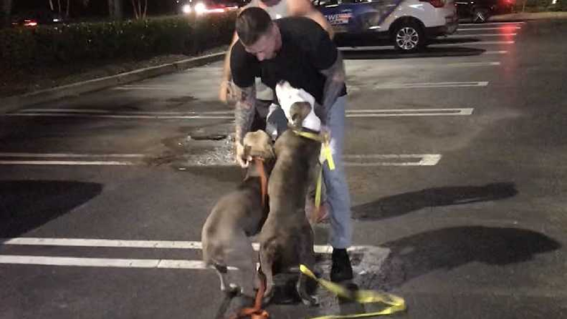 2 perros estuvieron 32 horas dentro de una camioneta en estacionamiento de Boca Raton