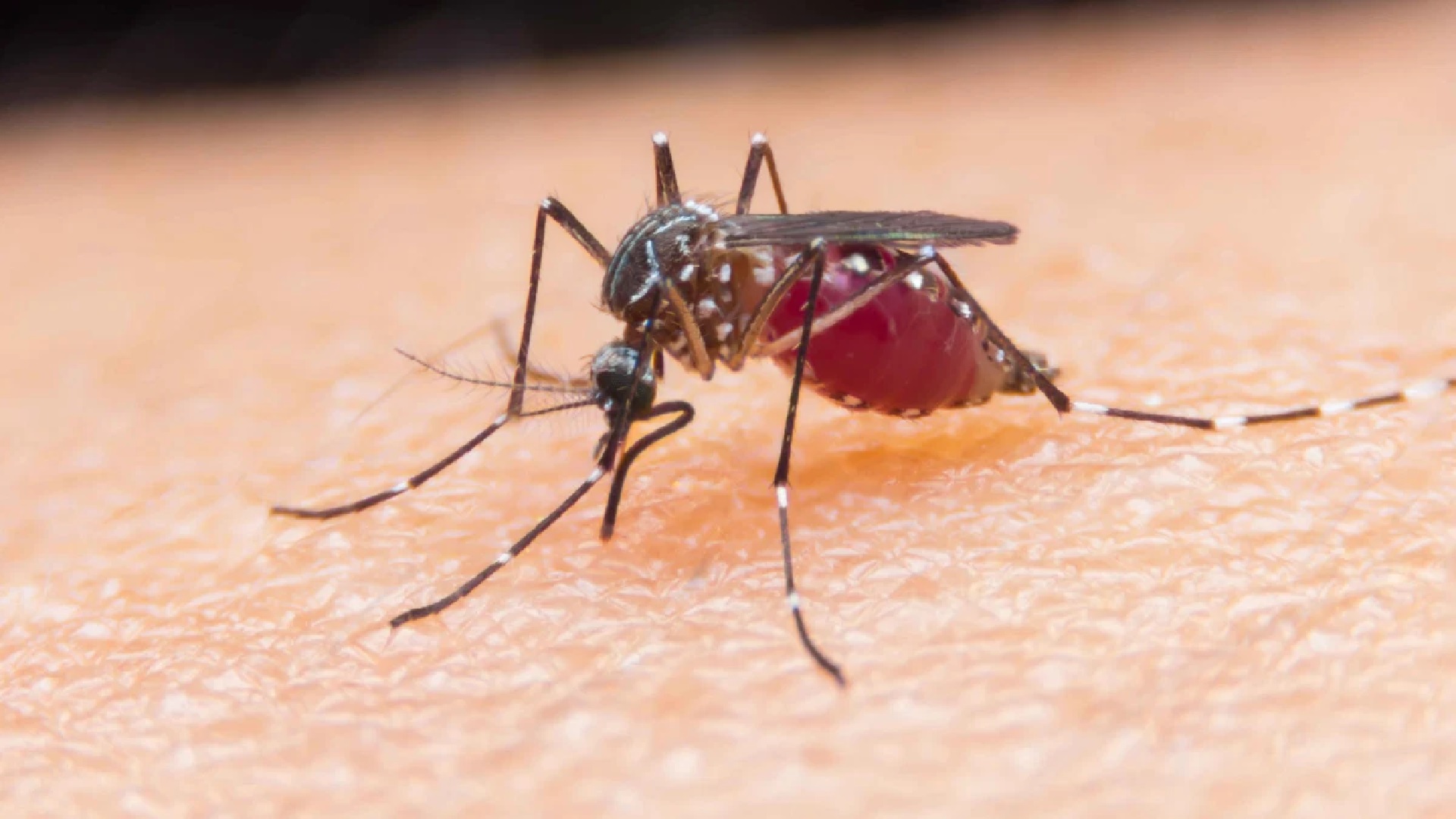 Se ELEVA a 14 el número de casos del VIRUS DEL NILO OCCIDENTAL