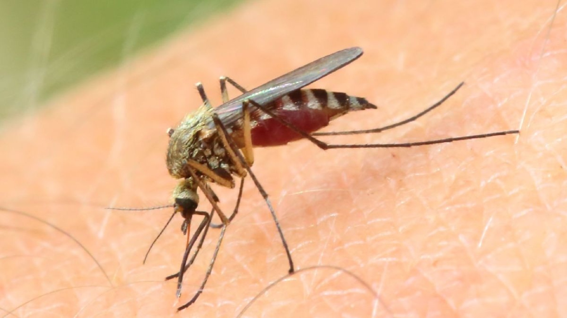 Entes de salud preocupados por PRIMER caso de VIRUS DEL NILO en Palm Beach