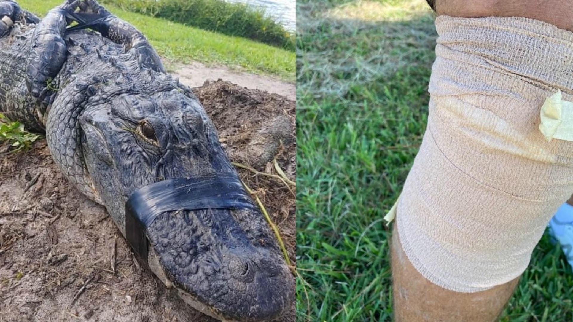 Paseaba su PERRO y es ATACADO POR UN CAIMÁN en Port St. Lucie