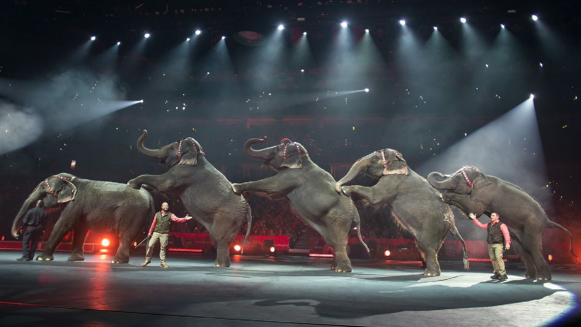 REFUGIO ACOGERÁ 30 ELEFANTES de CIRCO retirados en Florida