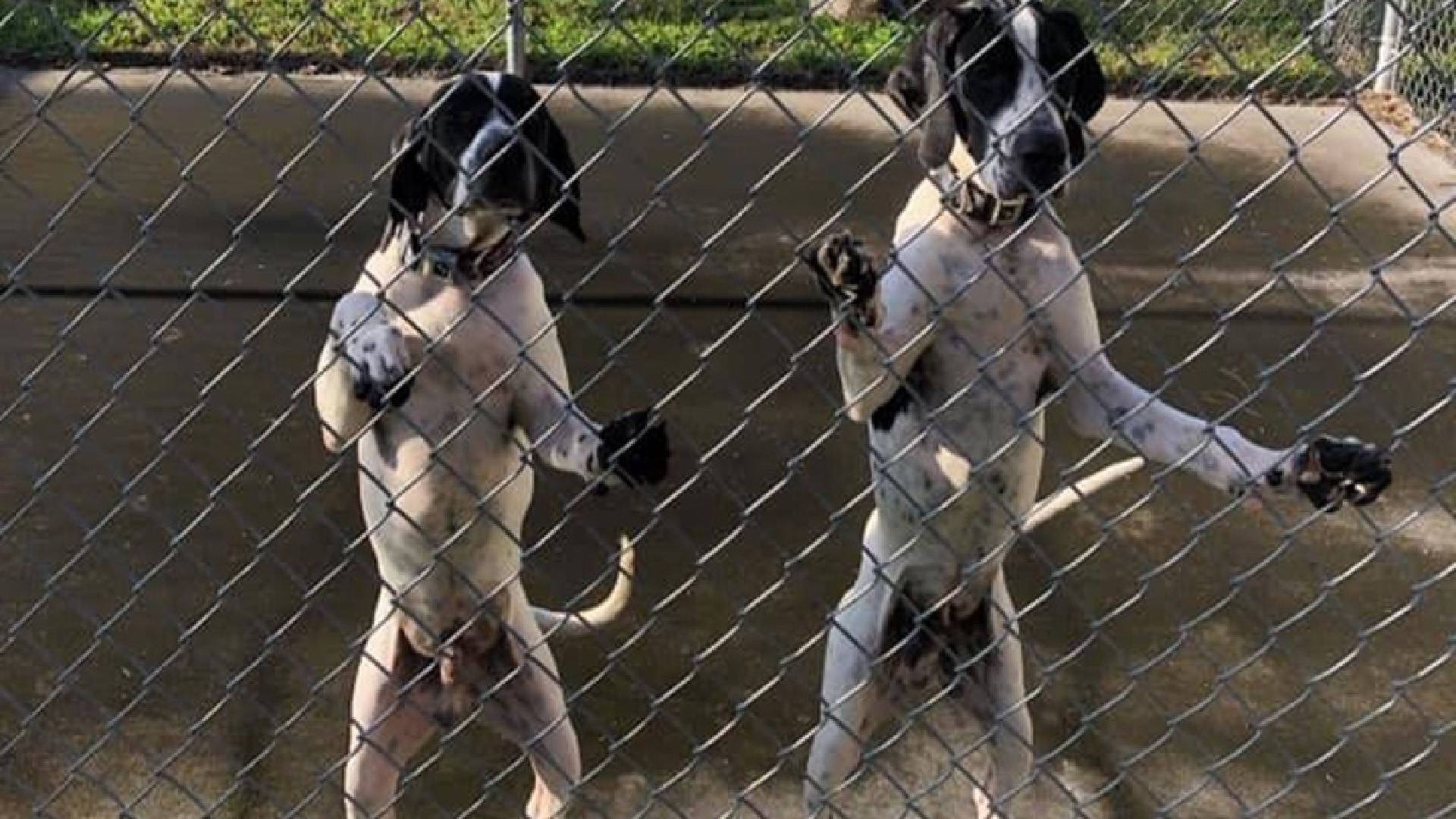 Rescatan dos CACHORROS abandonados en un campo del condado MARTIN
