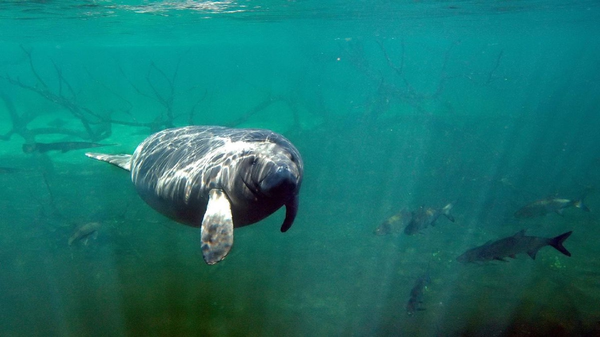 400 MANATÍES han MUERTO en lo QUE VA CORRIDO DEL 2021 en Florida