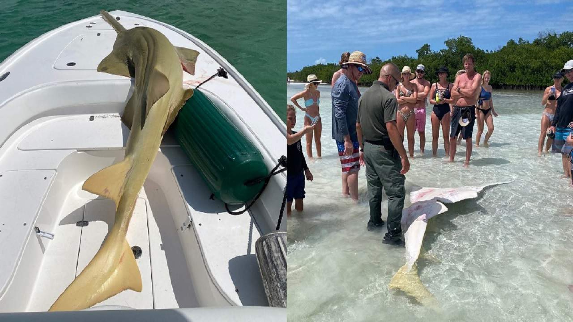 Hallan pez sierra de 11 pies muerto cerca de “MARVIN KEY” en el Condado Monroe