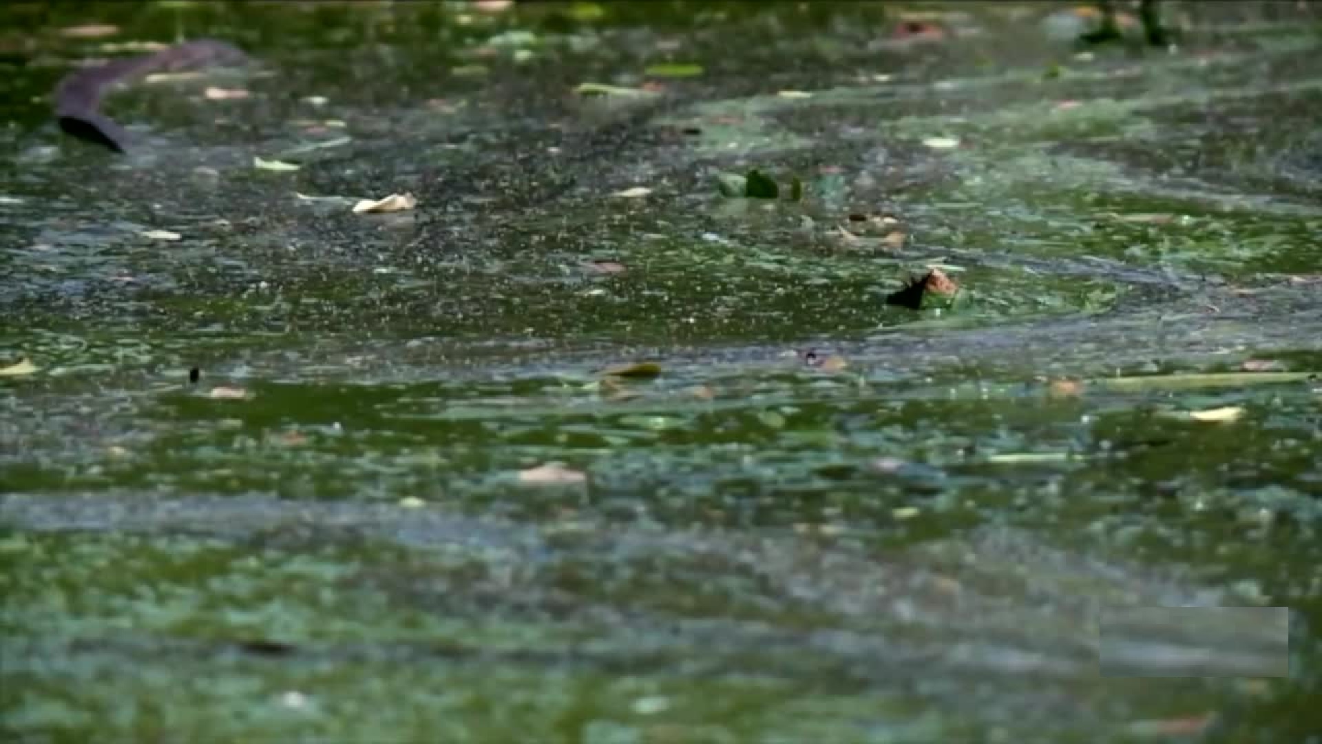 Alerta de salud por algas tóxicas verdiazules en canal C-51 en Palm Beach