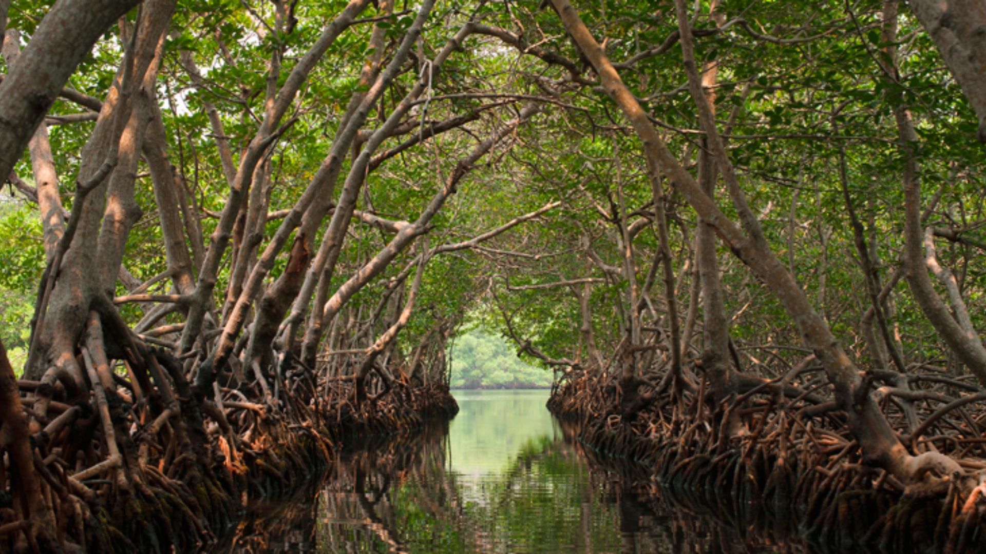 El manglar: un ecosistema único que desaparece hasta cinco veces más rápido