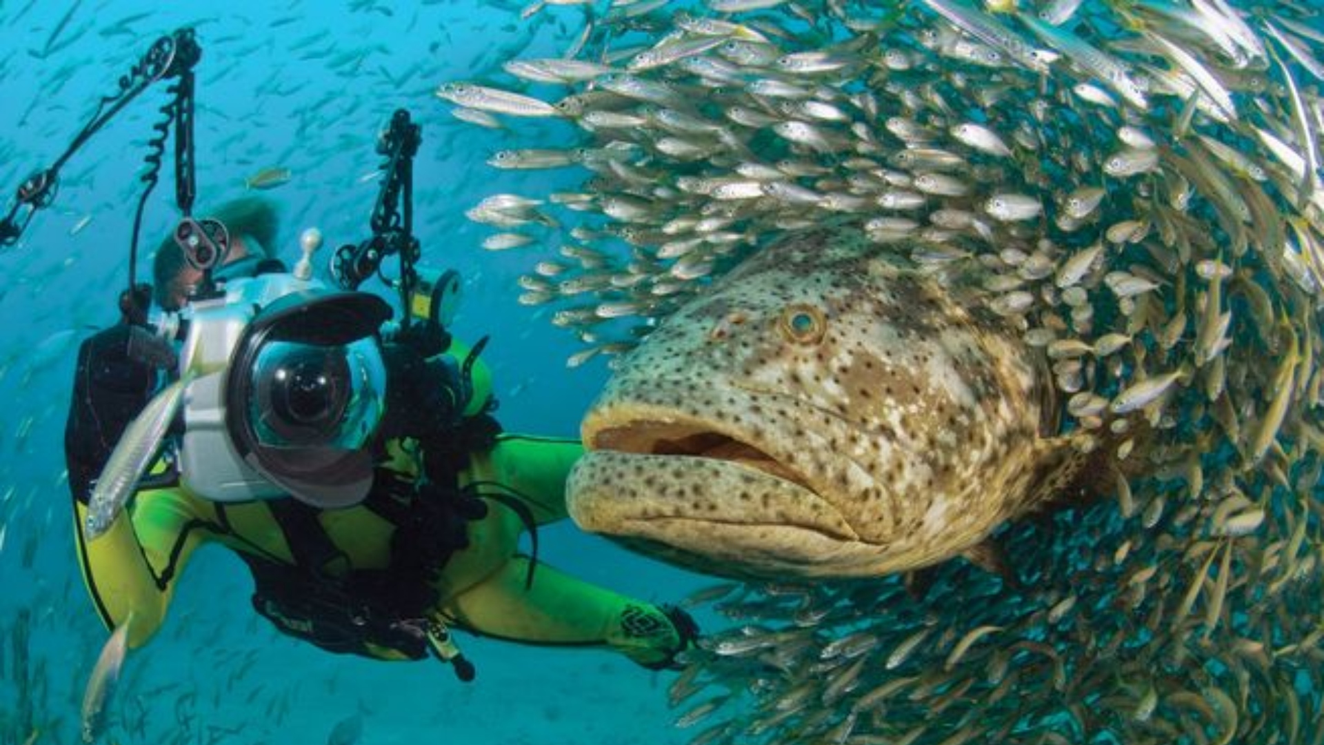 Buzos se preparan para la migración de peces Mero Goliat