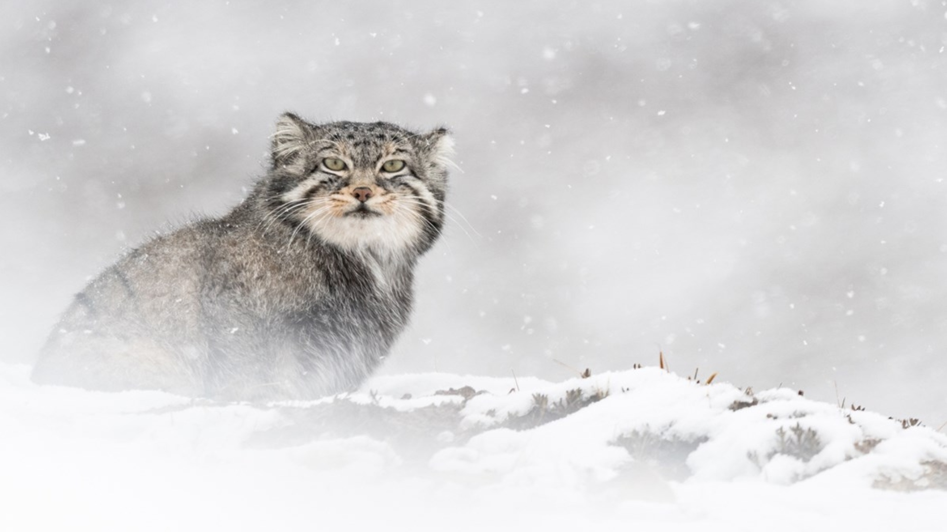 «The Velvet Queen», el documental del leopardo de las nieves
