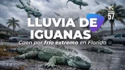 ESCENA INSÓLITA en Florida: Iguanas Congeladas Cayendo de los Árboles