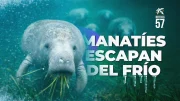 Emergencia Natural: Manatíes Escapan del Frío