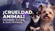 Indignación en Miami: Captan a Hombre Maltratando a sus Perros