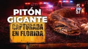 La Segunda Pitón Más Grande en la Historia de los Everglades