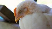 Granjas de Martin en alerta por cepa de gripe aviar en pollos y pavos