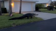 Enorme caimán fue visto por un vecindario de Florida en Semana Santa