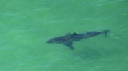 Un pescador fue mordido en la rodilla por un tiburón en Lake Worth Beach