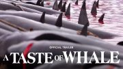 A TASTE OF WHALE un documental sobre el ritual de sacrificio de ballenas