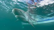 Cierran playa por avistamiento de tiburones en Ocean Cay Park