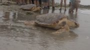 TORTUGAS MARINAS en PELIGRO de extinción preocupa a biólogos