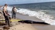 Caimán pasea por la playa en Delray Beach