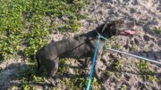 Conductor abandona perros en la carretera en Martin County