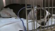 Hallan perro con 1 disparo en contenedor de basura