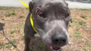 De nuevo perros abandonados en camino rural en el Condado Martin