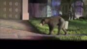 Oso merodeador fue atrapado y liberado en bosque de Homestead