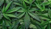 Votan 3 a 2 para prohibir nuevos locales de marihuana en West Palm Beach