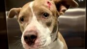 Hallan perrita caminando con un disparo en la cabeza en Miami-Dade