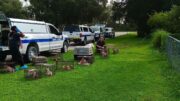 49 perros rescatados por negligencia animal en Condado St. Lucie