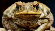 Mascotas en peligro por sapos venenosos «BUFO»