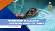 “TURTLE FEST 2024” sábado en Loggerhead Marinelife Center, Juno Beach